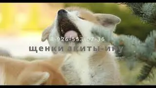Продаются щенки акиты-ину от питомника "Артемов". Наш сайт vip-dog.ru