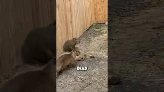 My Capybara Gort died?!? 