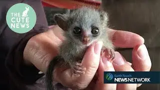 Bobcat kittens, mini numbats & a pair of rescued bushbabies