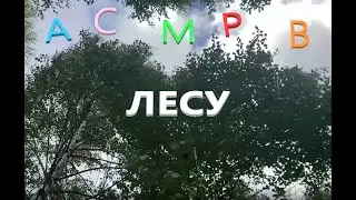 🌳АСМР В ЛЕСУ🌲