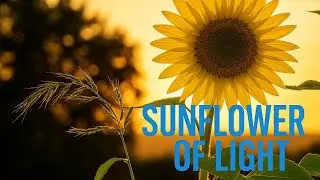 “Sunflower of Light”#sunflower #sunfloweroflight #floweroflight #nature #flowers
