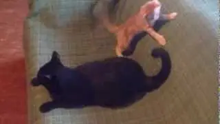 La Rossa che rompe le balle a Mefisto
