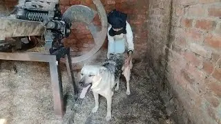 New Funny😁  Dog In The Room Playing With Boy.