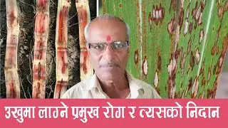 उखुमा लाग्ने रोग र त्यसको समाधानका उपाय || Ukhu Ma lagne Rog ka samadhan  || Sugarcane