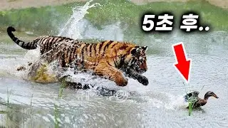 꼬맹이가 맹수를 약올리는 놀라운 순간