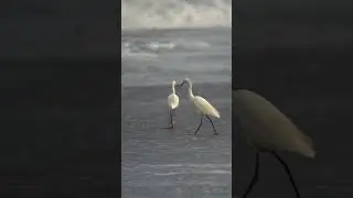 Birds dancing in tandem #short #egrets #wildlife