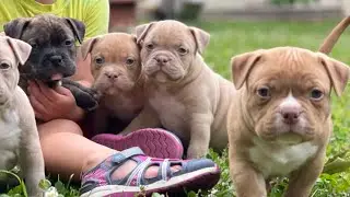 Adopting dogs WHY it’s a big NO NO no matter what the breed, bring the facts