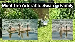 Meet the Adorable Swan Family  NAT GEO 101