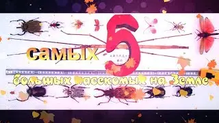 Топ 5 самых больших насекомых в мире .