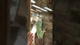 Ninja Frog Can Climb Walls😳 