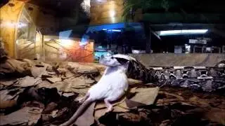 Feeding West African Gaboon Viper (Bitis rhinoceros)