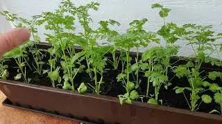 Огород на балконе: Кинза- это просто. DIY