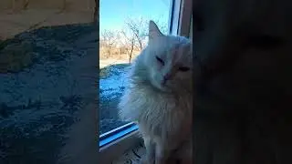 коту надоела зима
