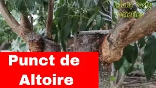 Evolutii specii altoite 2019