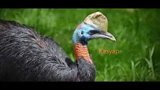 Казуар - Австралийская машина для убийств