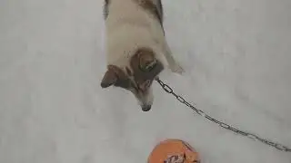 собака зимой играет в женский футбол