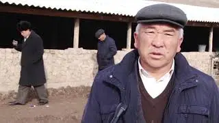 АСЫЛ ТУКУМ КОЙЛОРДУ ӨСТҮРҮҮДӨ КӨЙГӨЙ БАР. Ош пирим жаңылыктары.12.02.2019