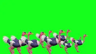 OSTRICH STAMPEDE GREEN SCREEN ! 