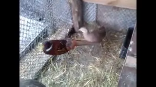 Фазаны несут яйца