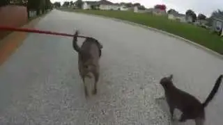 Taking the cat for a walk with the dog