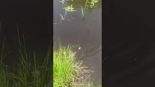 как правильно прикармливать рыбу