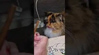 Вкусняшки для Дуни
