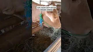 Masih ada sapi yg gak mau jerami? #shortsvideo #trendingshorts #fypシ゚viral #sapi