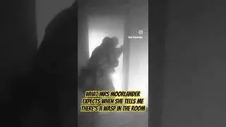 Help, there's a wasp in the room! #wasps #pests