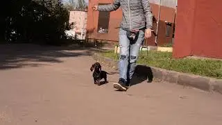 DSC 2258 лукас х тюля