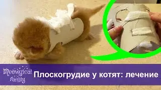 Как Лечить Плоскогрудие у Котят?