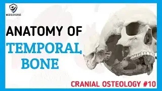 Temporal Bone Anatomy | Cranial Osteology #10