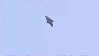 Skydiving without a parachute