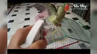 How to protect Parrots from heat in Summer || Parrot ko garmi sy kesy bachayn #totuvlog