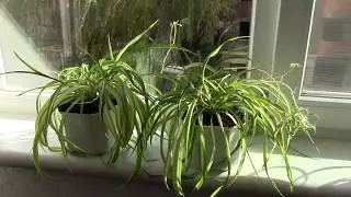 Хлорофитум. Пересадка. Осень 2019г.