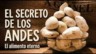 El Fascinante Proceso de Elaboración del Chuño: Desde la Papa a tu Mesa