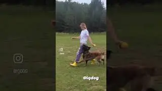 Учёный пёс: танцы с собаками: NikitA и движение рядом 💃🐕 