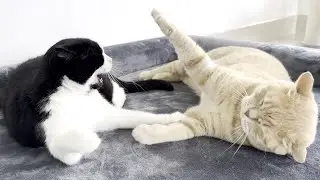 Cat Scolds Other Cat For Playing With His Tail