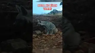FOTO KAPAN GÖRÜNTÜSÜ TÜRKİYE.