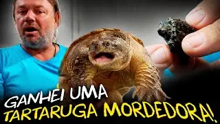 CHELYDRA SERPENTINA: CRIAÇÃO DA TARTARUGA MORDEDORA, A MORDIDA MAIS PODEROSA!