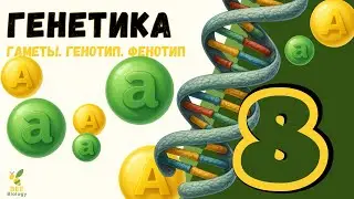 Основы генетики ~ генотип и фенотип ~ гомозигота и гетерозигота