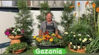 Gazania