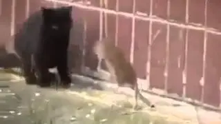 ‫فار خليقة ههههه غلب 4 قطاطس‬