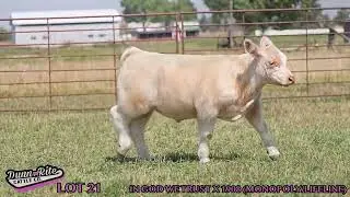 Dorsey24 21