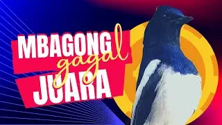 Kacer Mbagong, Burung Jelek ! Pahami..