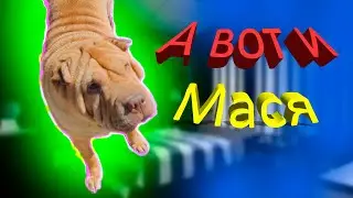 Мася немного взбесилась! Девочка собака огрызается, правда и я не хорош!