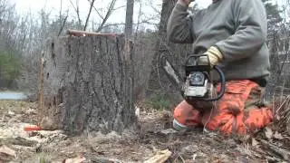 Pinus Strobus Stump Cutting 2015 12 21