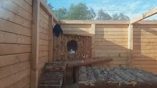 Пантера Наоми с Несси отдыхают на свежем воздухе🐆🐾🐕 ПАРК ЗЕМЛЯ ПРАЙДА 🌿