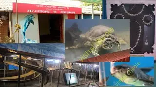 मत्स्यालय व संग्रहालय, रत्नागिरी