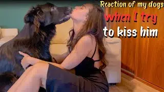 Reaction of my dogs when I try to kiss him