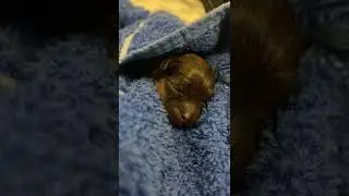 new born puppy Pomeranian video